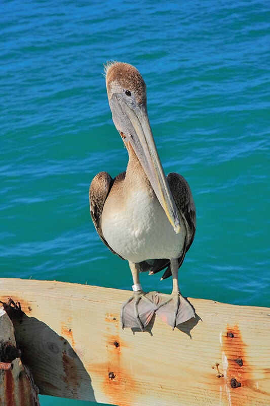 Pelican at Robbie's in Islamorada