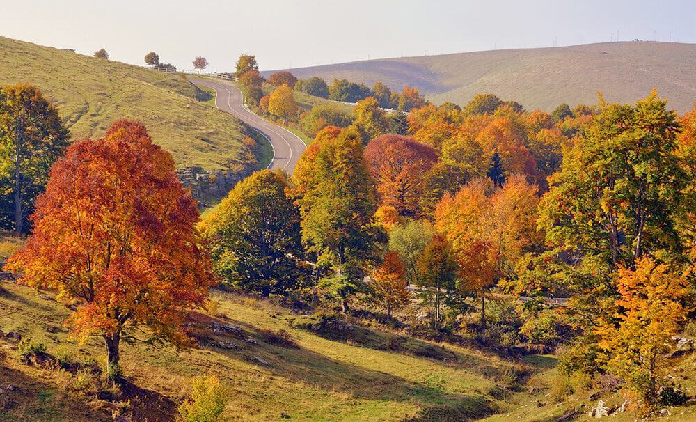 Una strada solitaria tra le campagne toscane in autunno