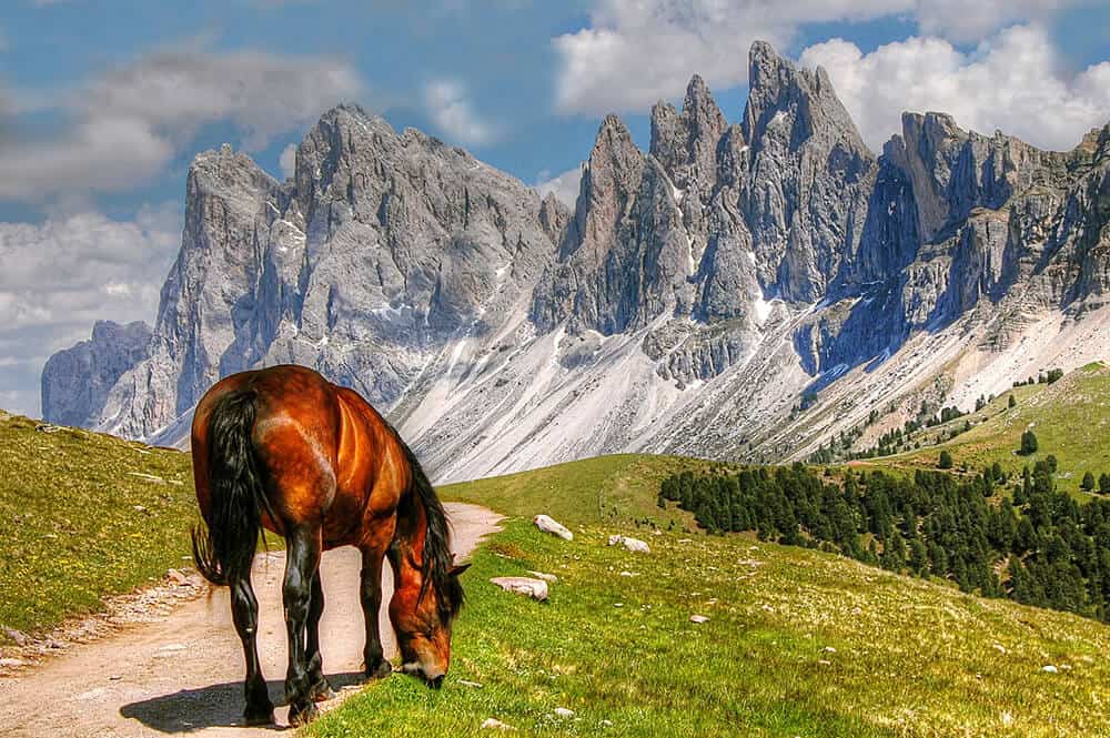 Un cavallo bruca l'erba in una delle vallate delle Dolomiti, con le montagne sullo sfondo