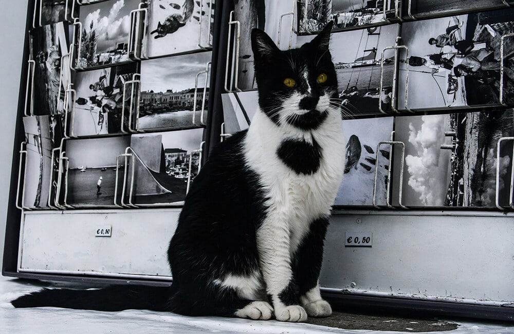 Black and white cat sitting in front of a postcards rack in Italy