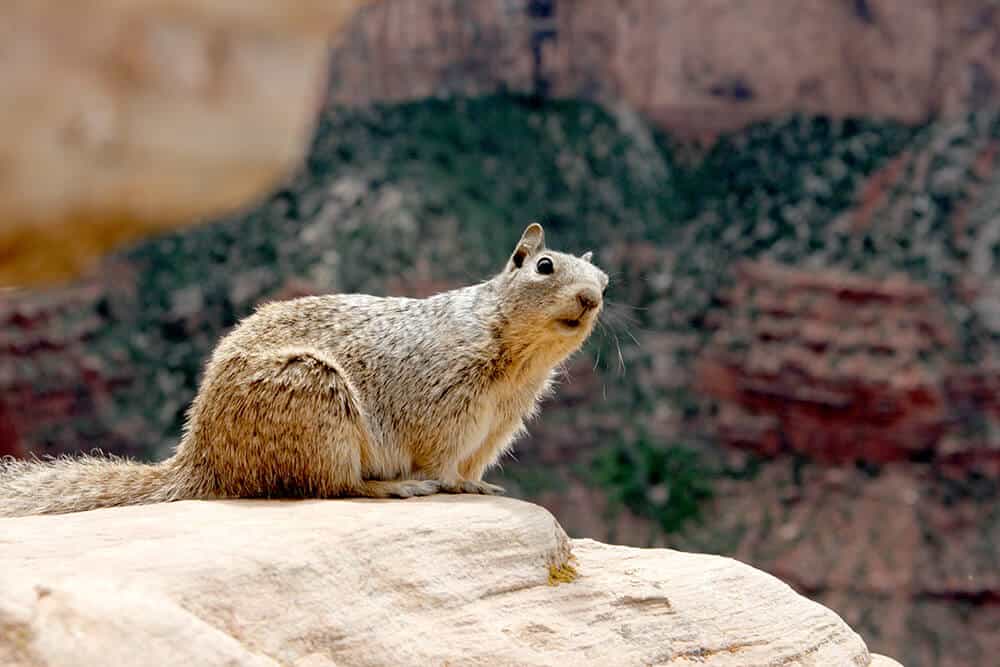Curious squirrel looking at the camera on a trail at the Grand Canyon South Rim