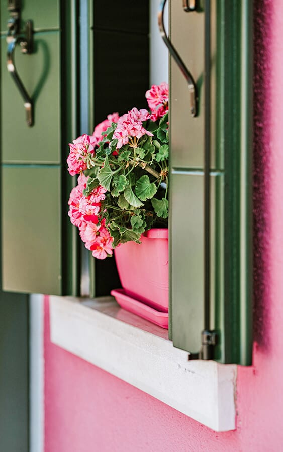 A vase of pink flowers in spring on a cute window in Burano, near Venice (Italy)