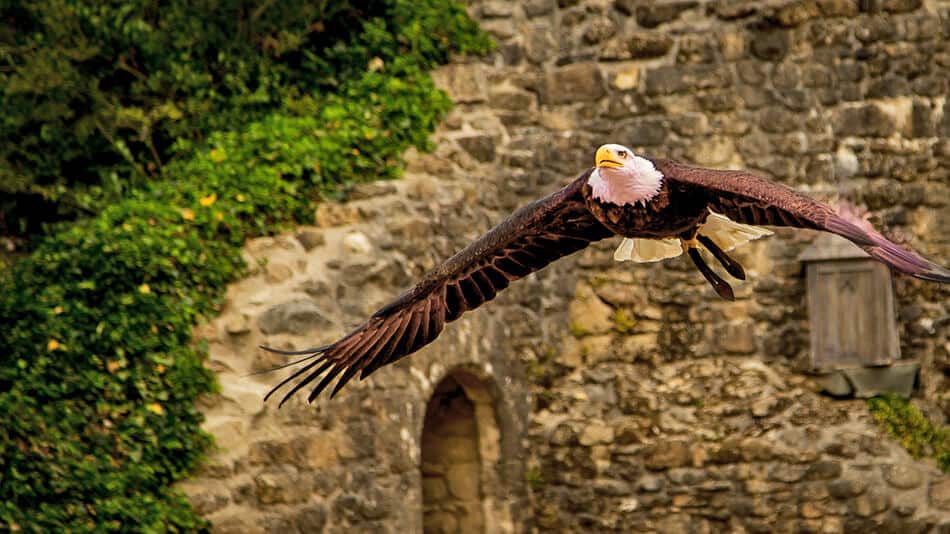 A beautiful bald eagle used at a falconry lesson in Ireland
