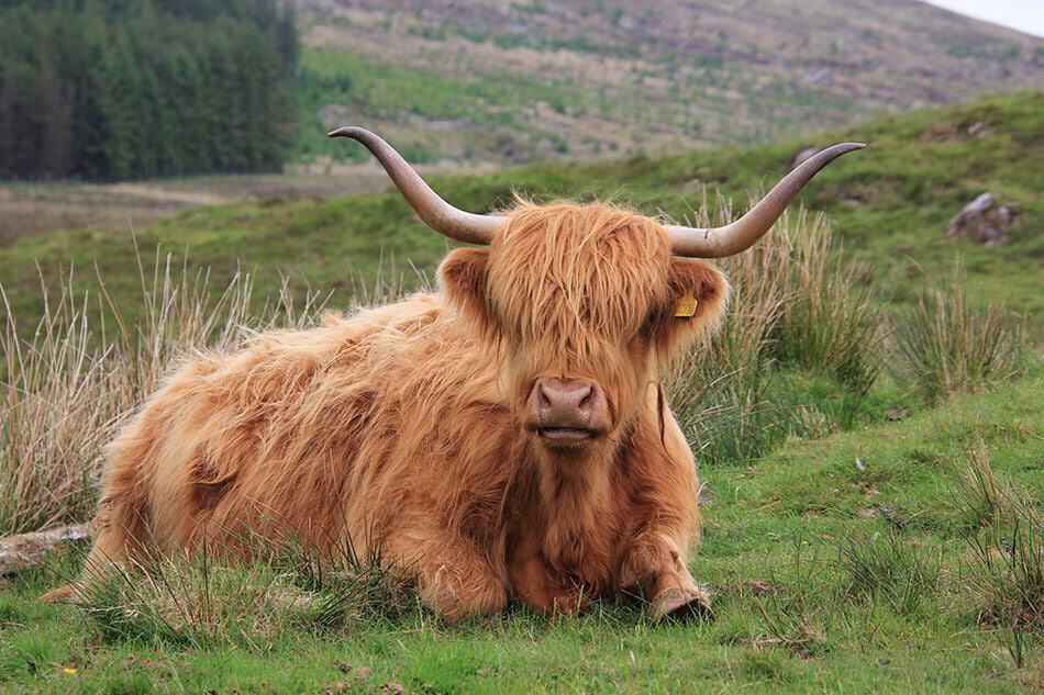 Una mucca scozzese a pelo lungo in campagna