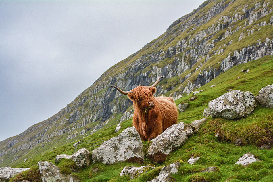 Una mucca di razza Highlander scozzese al pascolo nelle campagne