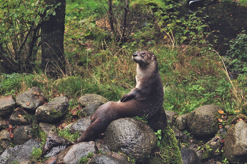 An adult otter laying down on a rock in a National park in Scotland