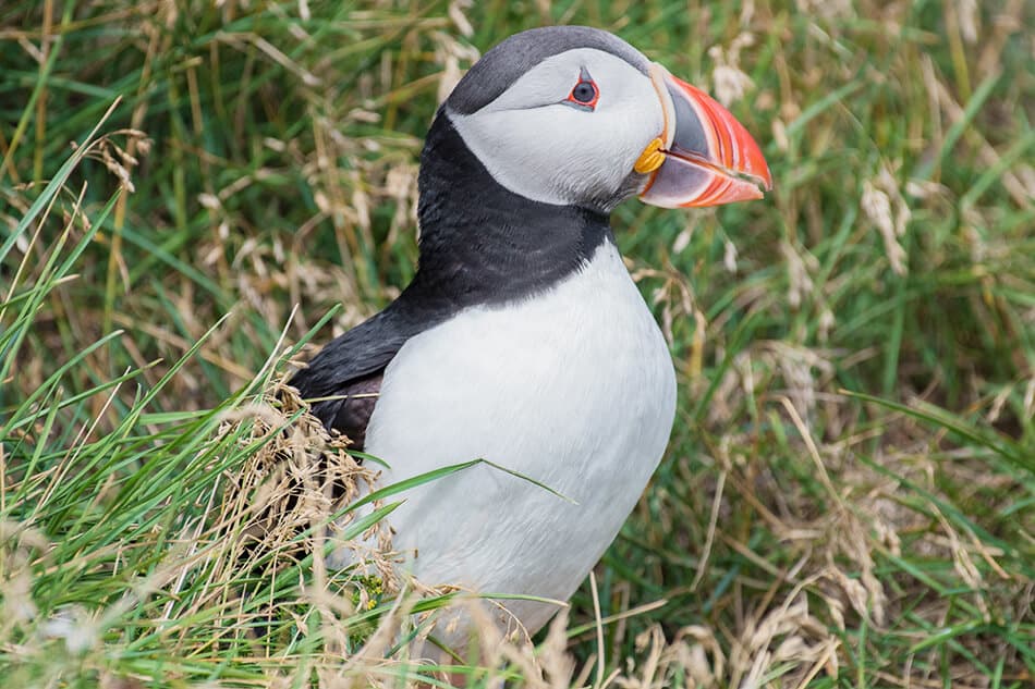 A cute puffin in North Berwick, Scotland