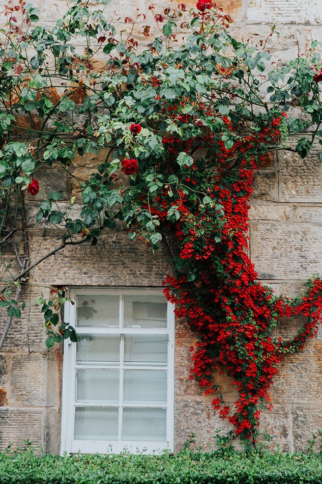 Casa tipicamente inglese a Barnton (Edimburgo) con cespuglio di rose rampicanti accanto alla finestra