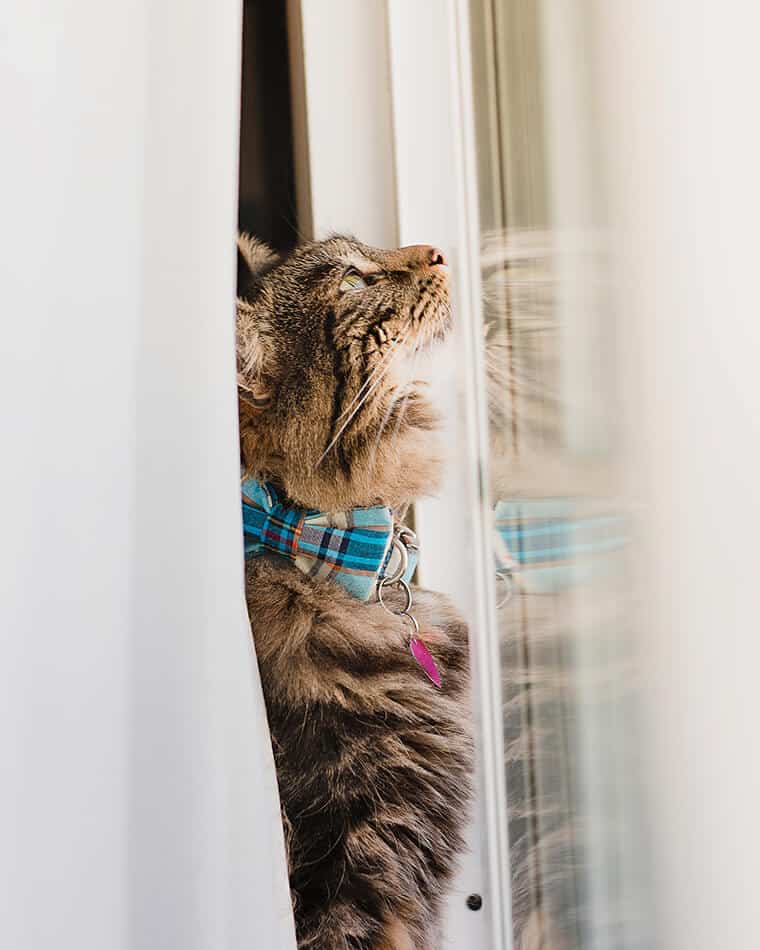 Gatto con cravattino scozzese guarda fuori dalla finestra