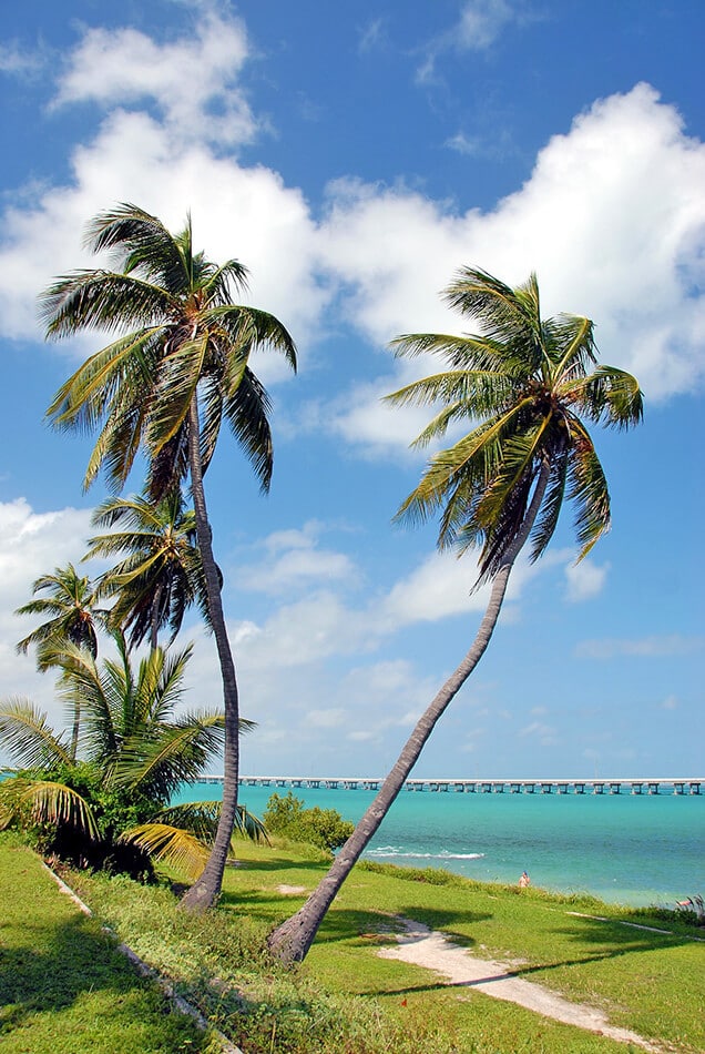 Tropical beach with palms and grass with the Overseas Highway on the background