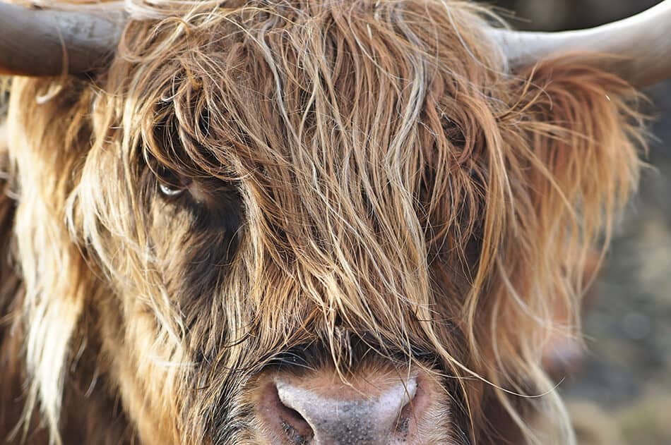 Primo piano di un bovino Highlander scozzese