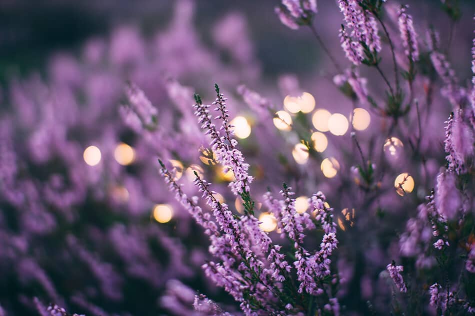 Bush of Heather flowers with tiny electric lights