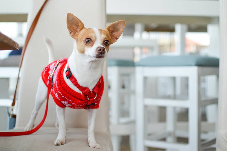 Little dog wearing a red and white wool dress