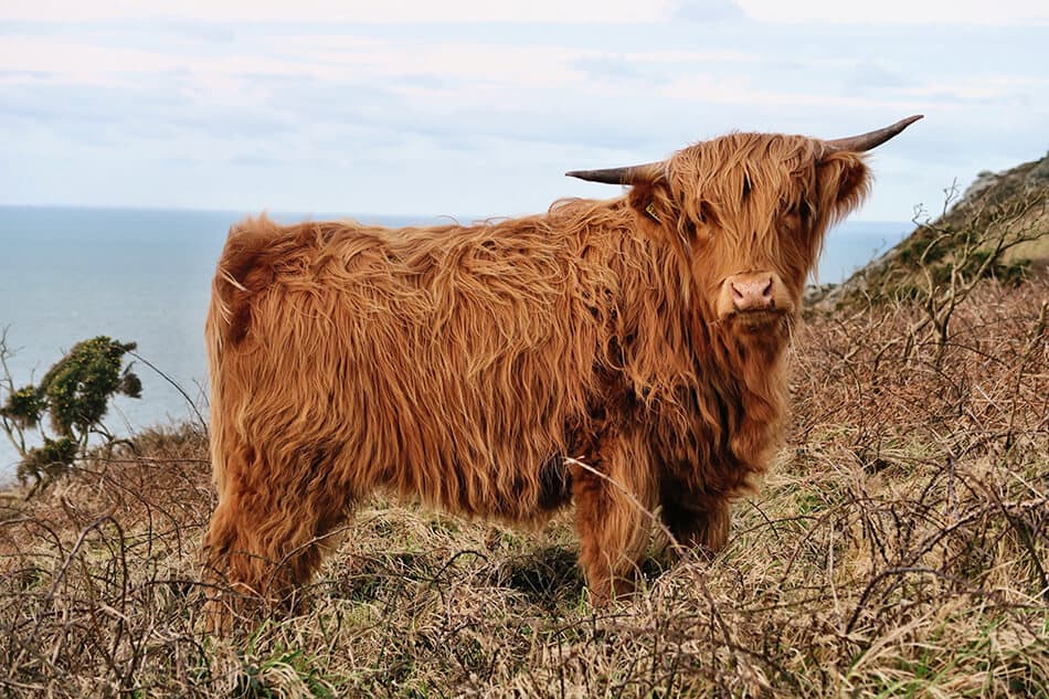 Un bovino Highlander in una giornata ventosa in Scozia