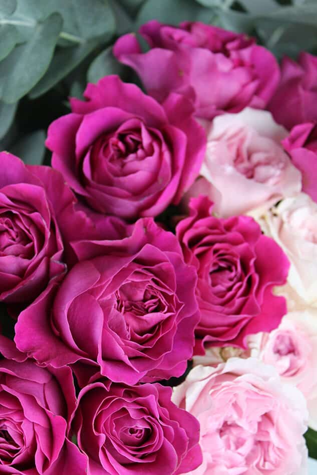 A close up on a rose bush (pink and purple)