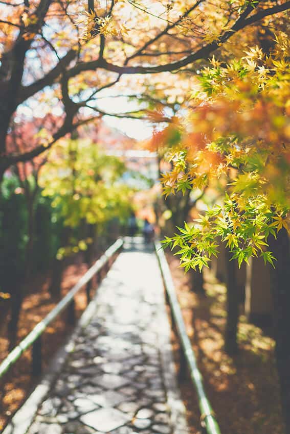 Una passerella nascosta tra gli alberi a Yoyogi park a Tokyo in autunno