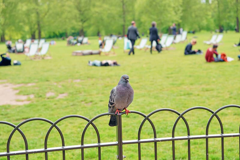 A pigeon at Hyde Park on a trip to London