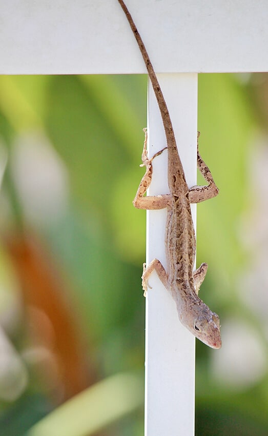 Lizard on a white fence at the Everglades in Florida