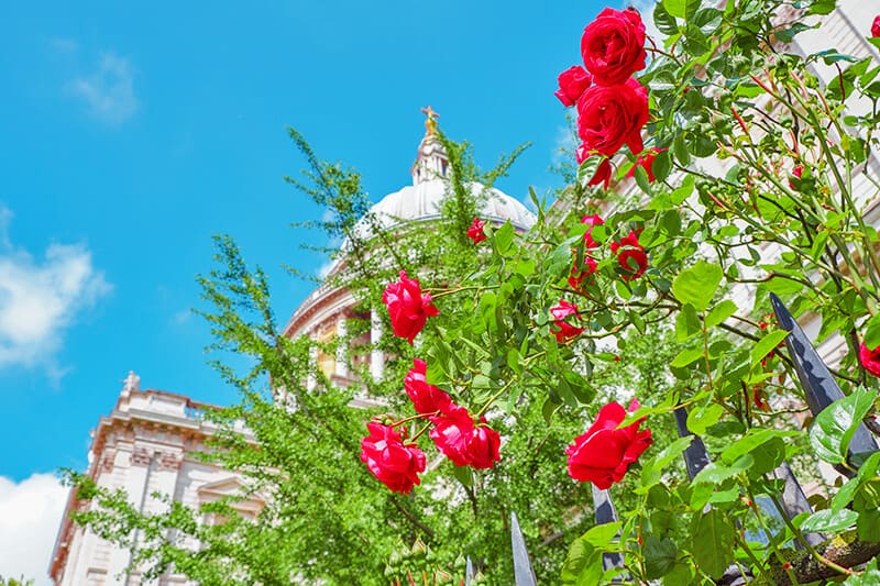 A bush of red roses with St Pauls Cathedral in London in the background
