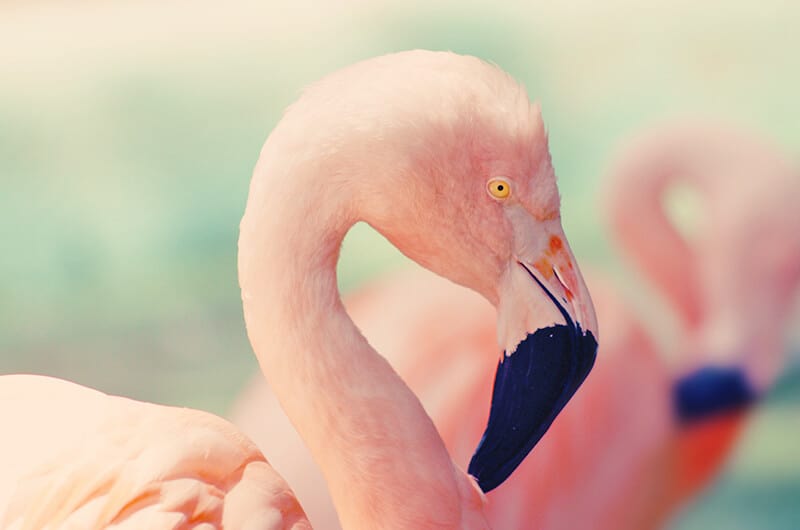 A pink flamingo in Miami Beach, Florida
