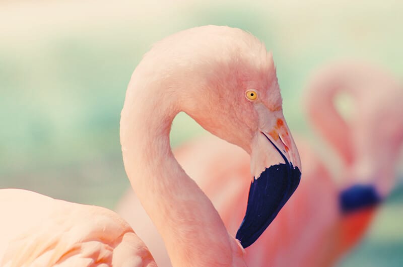 Fenicotteri rosa a Miami Beach