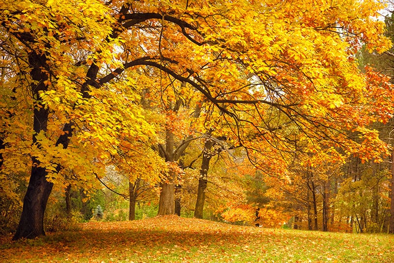 Foresta in Europa in autunno con foliage