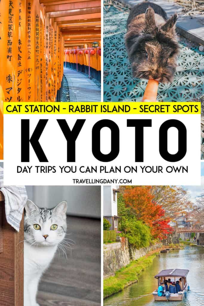 The best day trips from Kyoto you can plan on your own! This travel guide includes Japan hidden gems like rabbit island, the Japanese cat station, and so much more! All the Kyoto day trips can be planned on a budget, without having to book a tour. Let's have a look at the wonderful must sees in Japan! | #japan #kyoto