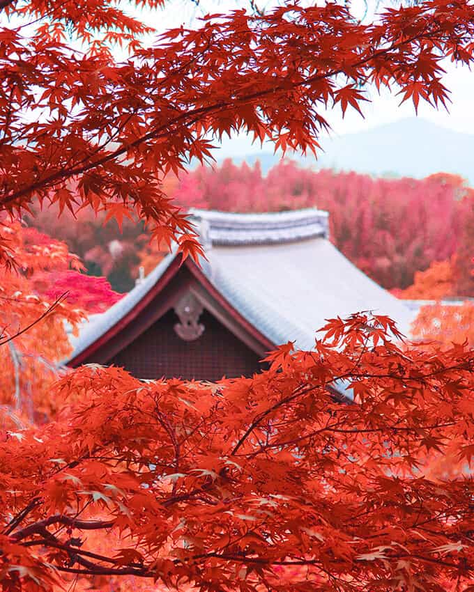 Fall foliage day trip from Kyoto - red leaves and the top of a traditional Japanese building