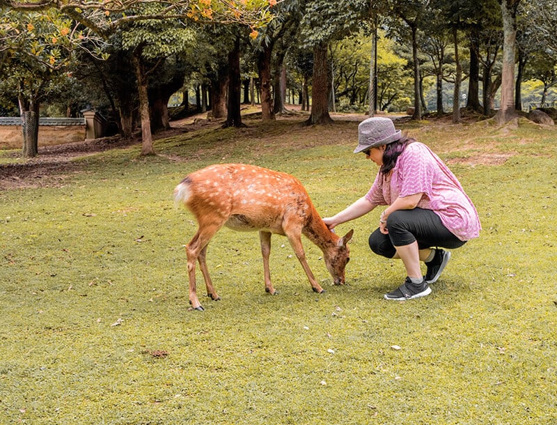 Dany mentre accarezza uno dei cervi al parco di Nara in Giappone