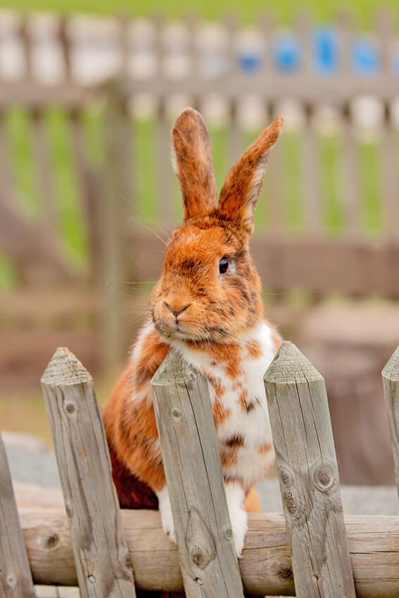 Brown bunny seen on one of the best day trips from Kyoto at Rabbit Island