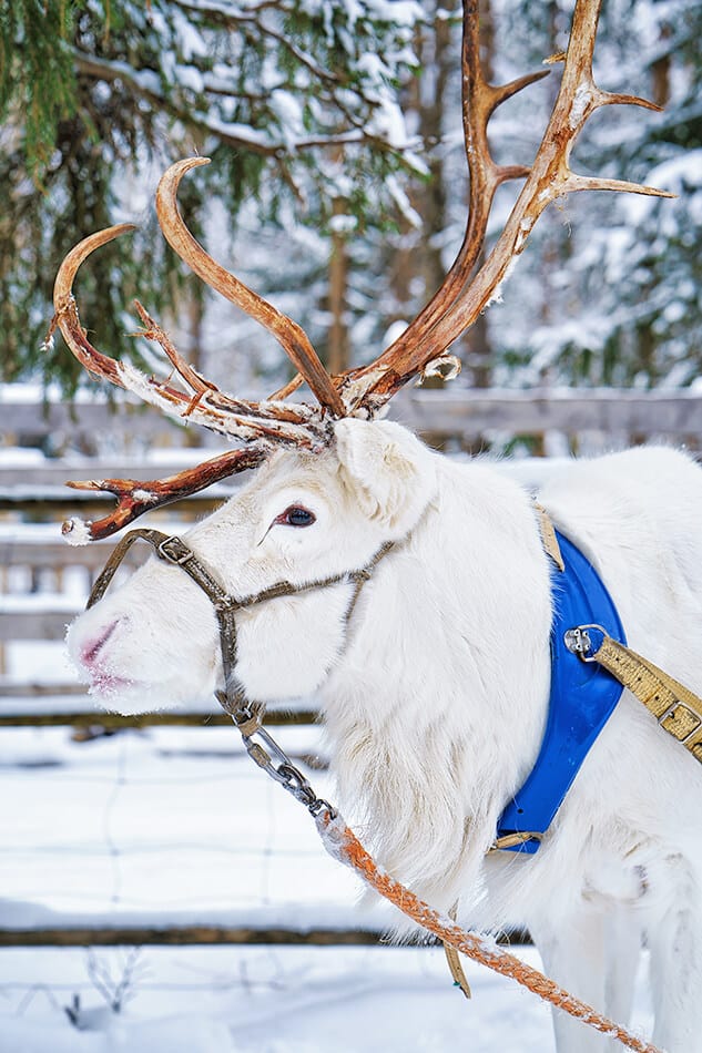 White reindeer with a blue collar in Rovaniemi in winter