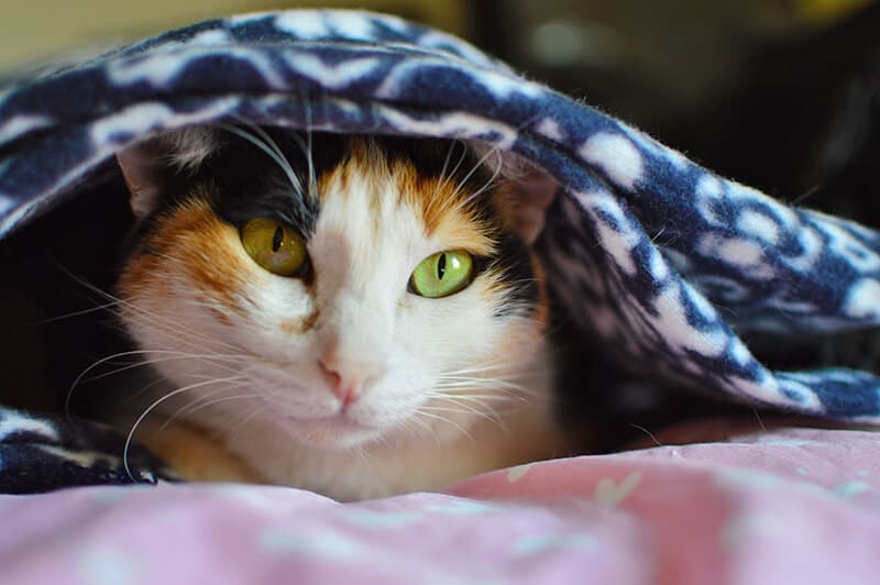 Calico cat half hiding under a fleece blanket
