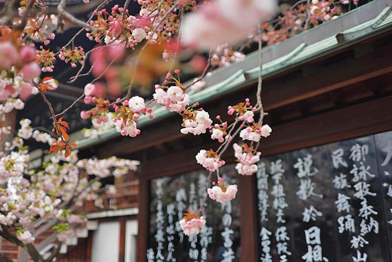 Cherry blossoms at Shirotori Garden on a Nagoya day trip from Kyoto