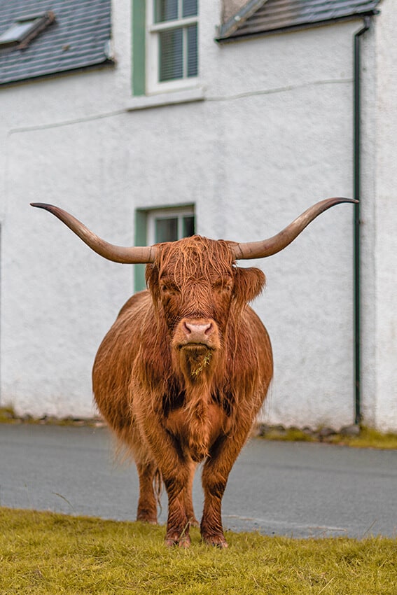 Highland cow in a village during a Scottish vacation