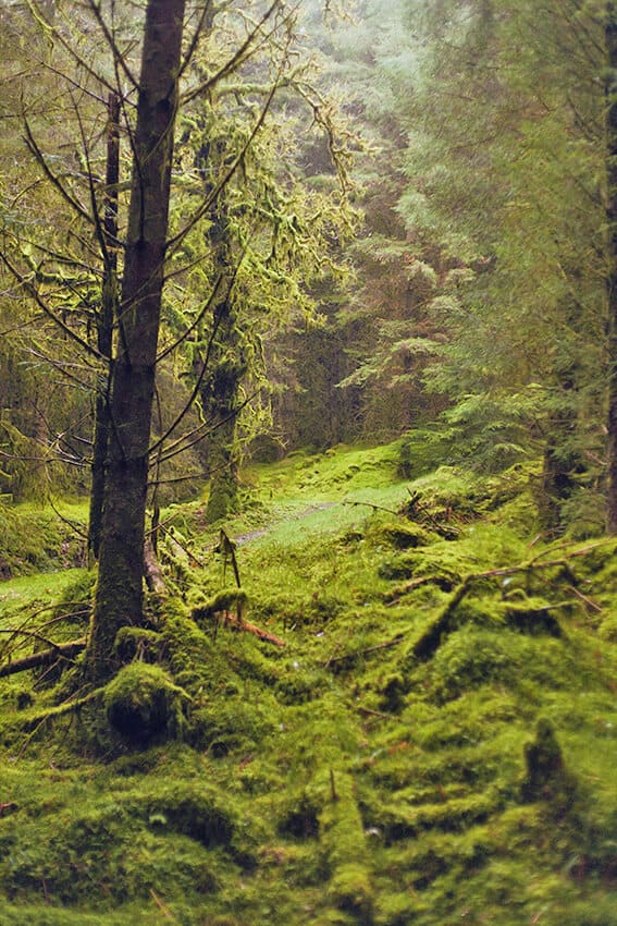 Fog in the woods in a National park in Scotland