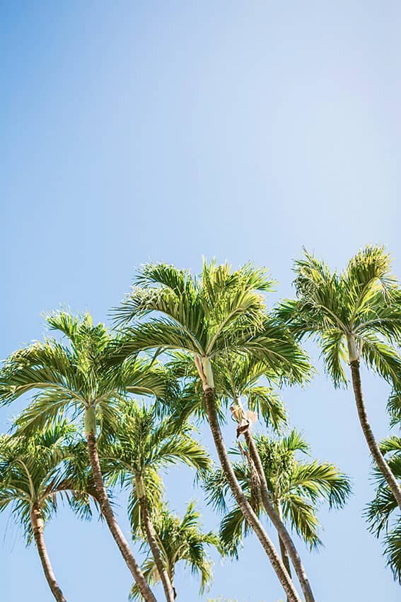 Palms against the blue sky in Florida