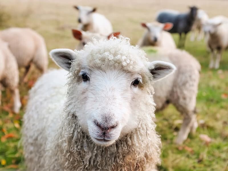 Sheep looking at the camera in the Ireland countryside