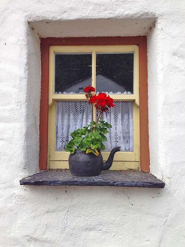 Red flowers on the windowsill at Annascaul, an Irish village