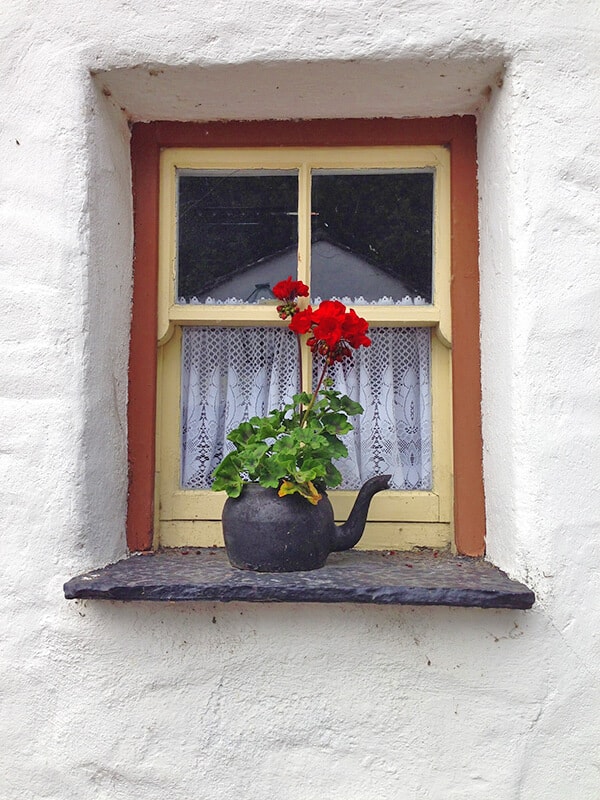 Fiori rossi sul davanzale al villaggio di Annascaul, Irlanda