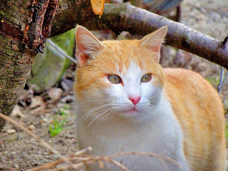 Gatto bianco e rosso all'isola dei gatti in Giappone