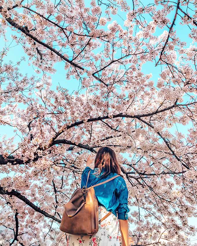 Vacanza in Giappone in primavera: un meraviglioso albero di ciliegio fiorito
