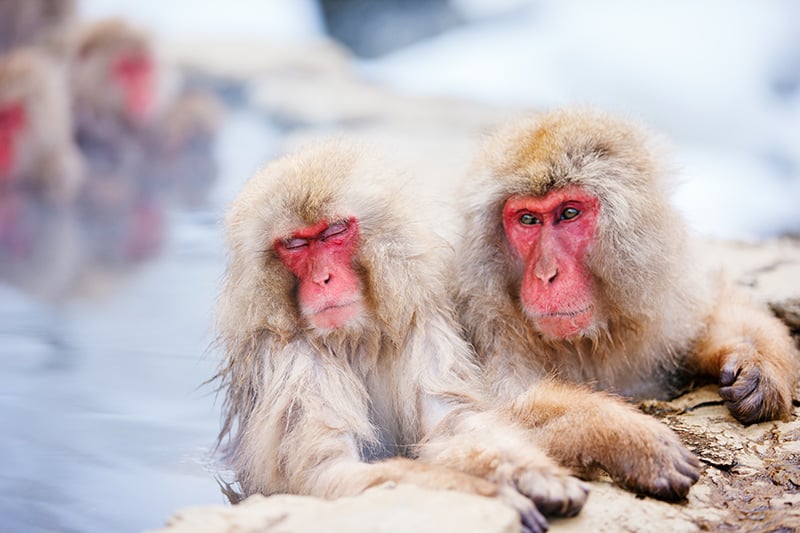 Scimmie in una pozza di acqua calda al Parco delle scimmie di Nagano, Giappone