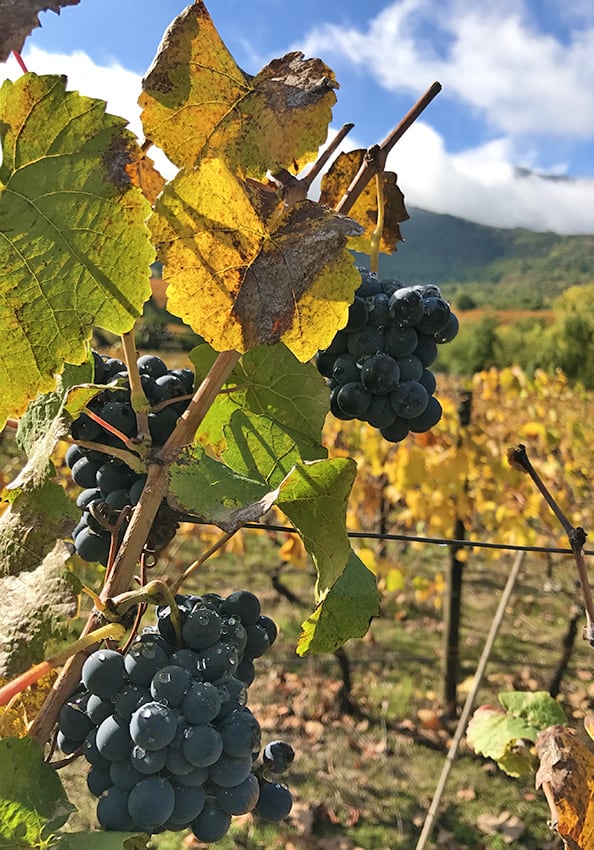 Grappoli d'uva in un'azienda vinicola in Giappone