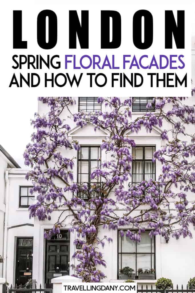 The best floral facades you'll find in spring in London! This guide will show you all the most instagrammable spots in London in spring and how to get there without having to walk too much. With useful tips on where to find wisteria in London and how to photograph the cherry blossoms in London. | #london #wisteria #cherryblossoms