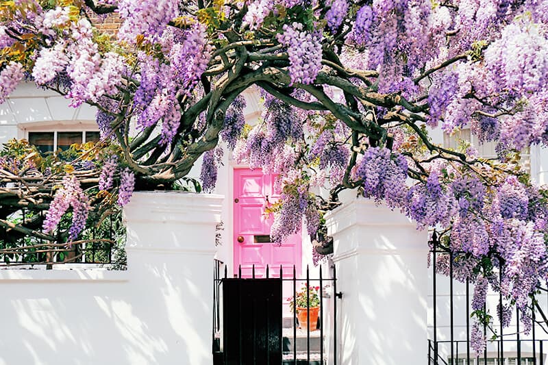 Wisteria flowers in Notting Hill London next to a pink door