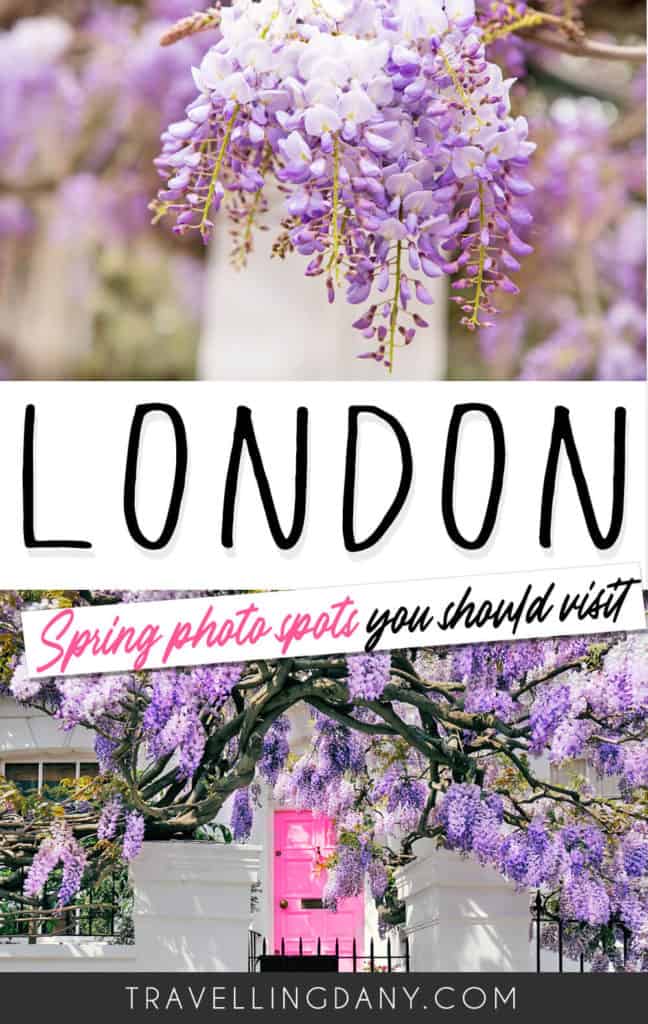 Complete guide to spring in London: info on what to do, where to go and all the seasonal events! It includes a useful London packing guide for spring, tube stops, instagrammable spots and all the best places to go for cherry blossoms and wisteria. | #visitLondon #springtrip #london