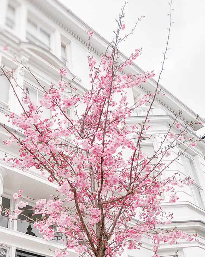 Pink Cherry Blossoms at Notting Hill London in front of a Victorian house