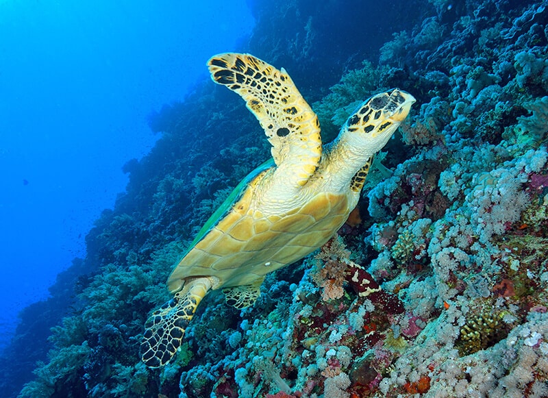 Sea turtle swimming near the reef at St. Thomas USVI