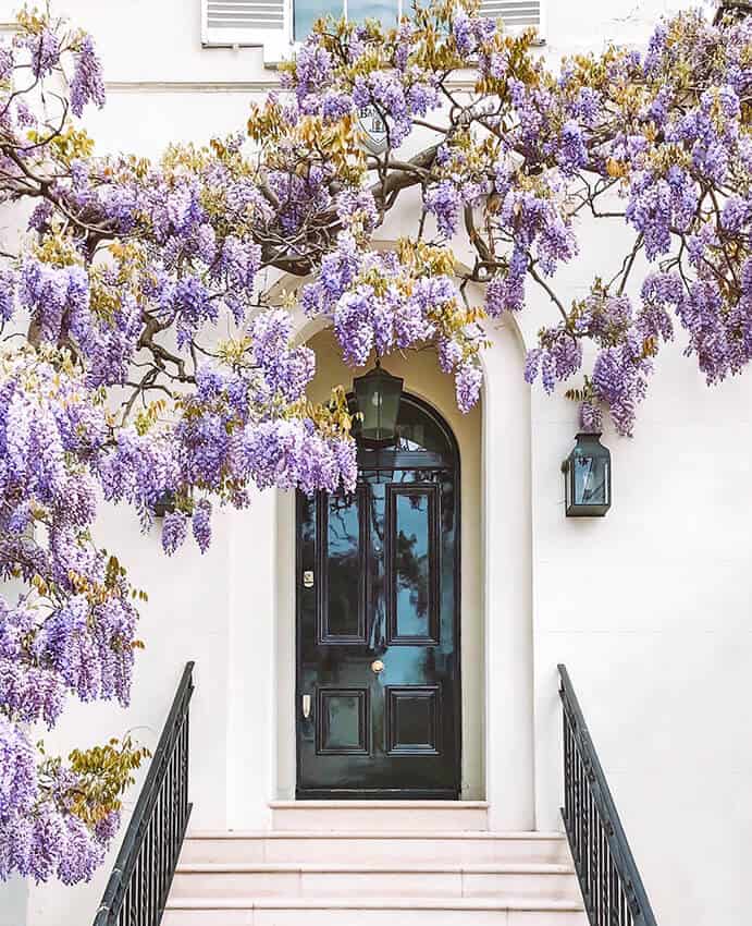 Wisteria blossoms near a black door in Kensington London