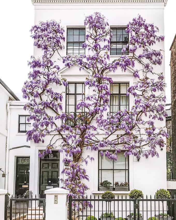 South Kensington in spring in London - Wisteria Flowers